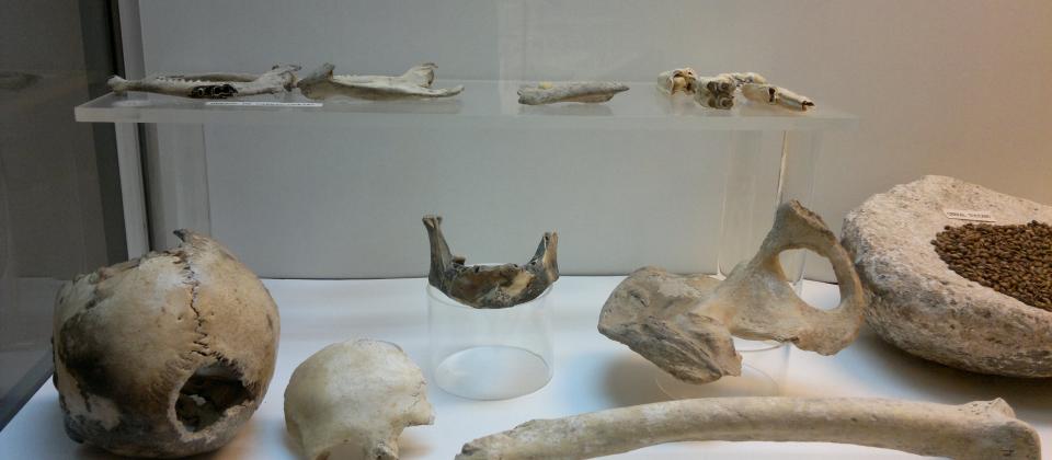 Restos humanos Neolíticos - Museo Arqueológico Municipal de Zuheros.jpg